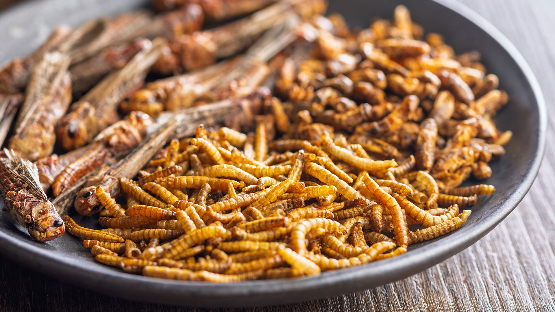 Insects – Sustainable Food