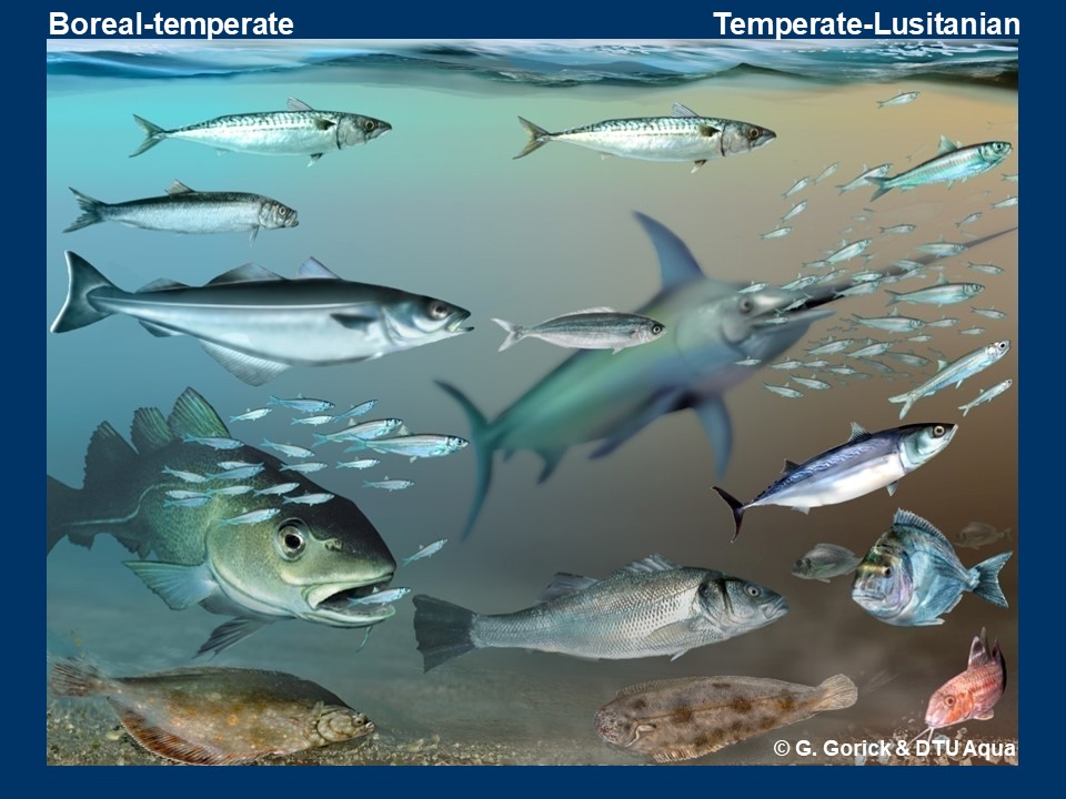 Illustration af forskellige fiskearter. Illustration: C. Gorick & DTU Aqua