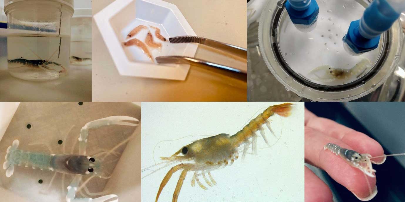 Collage with photos from Renata Gonçalves' experiments with juvenile lobsters.