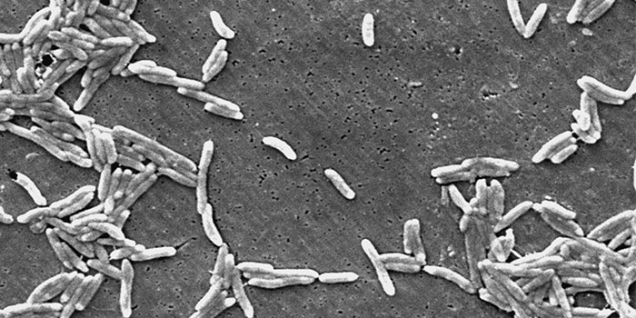 Campylobacter. Foto: CDC/ Dr. Patricia Fields, Dr. Collette Fitzgerald