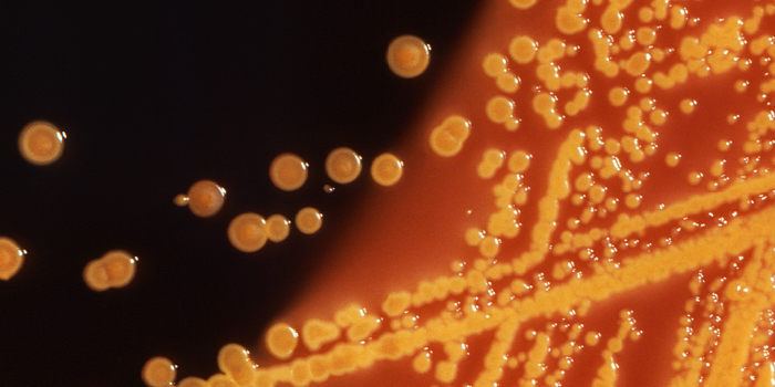 E. coli bacteria / Image: CDC Image Library
