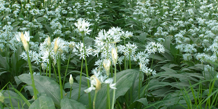 DK: Ramsløg. Foto: Colourbox.dk | EN: Wild garlic. Photo: Colourbox.dk