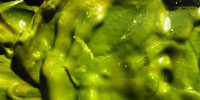 Photo: DTU Fødevareinstituttet - algebiomasse/algae biomass