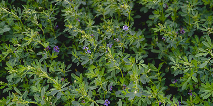 DK: Lucernemark. Foto: Colourbox.dk | UK: Alfalfa field. Photo: Colourbox.dk