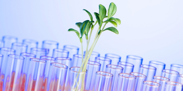 Grøn plante. Foto: Colourbox | Green plant. Photo: Colourbox