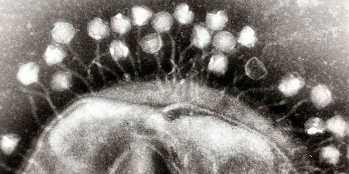 Bakterievirus (bakteriofager) i færd med at angribe en bakterie. Billede taget af Dr Graham Beards.