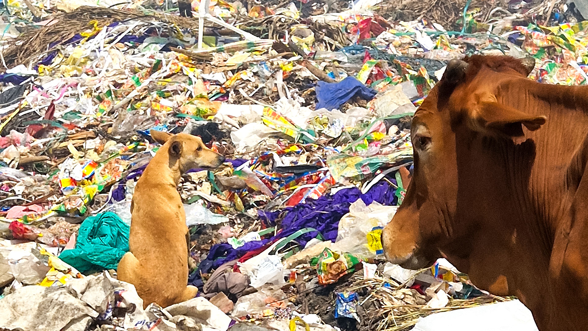 Waste-in-Kenya-Photo-Nairobi-Joana-Catarina-Cardoso-Pessoa