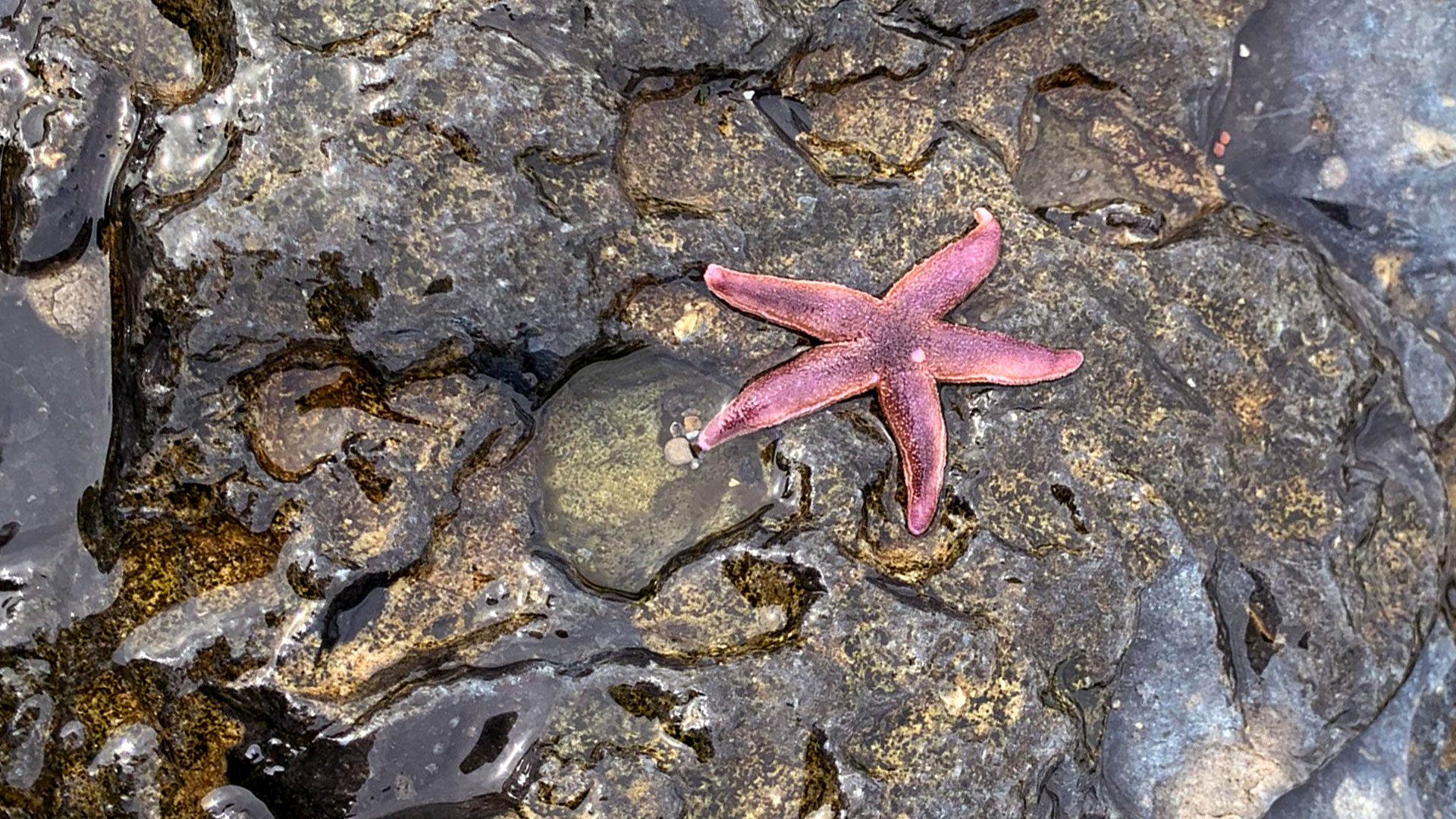 Omega-3-Oil-Søstjerne-Mikkel-Cohr