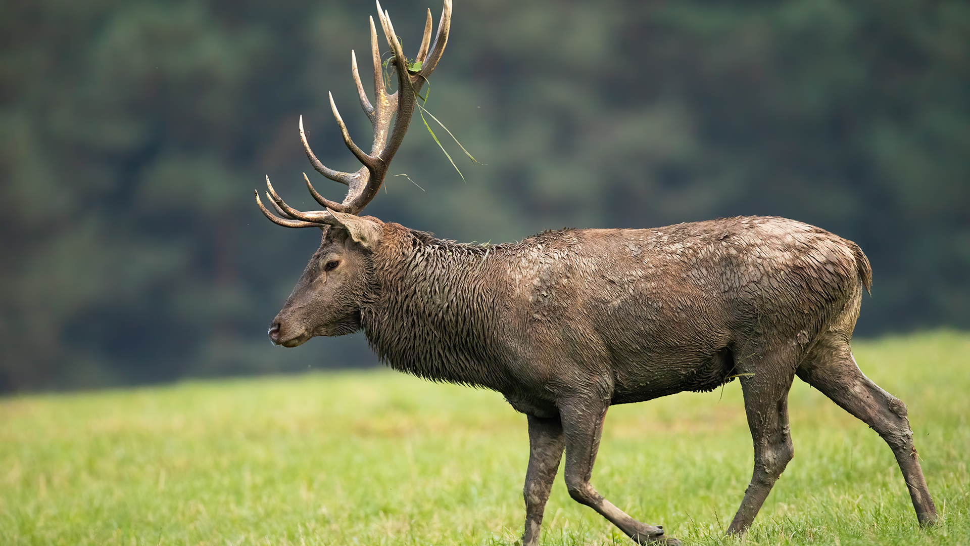 Kronhjort på græsslette med skov i baggrunden