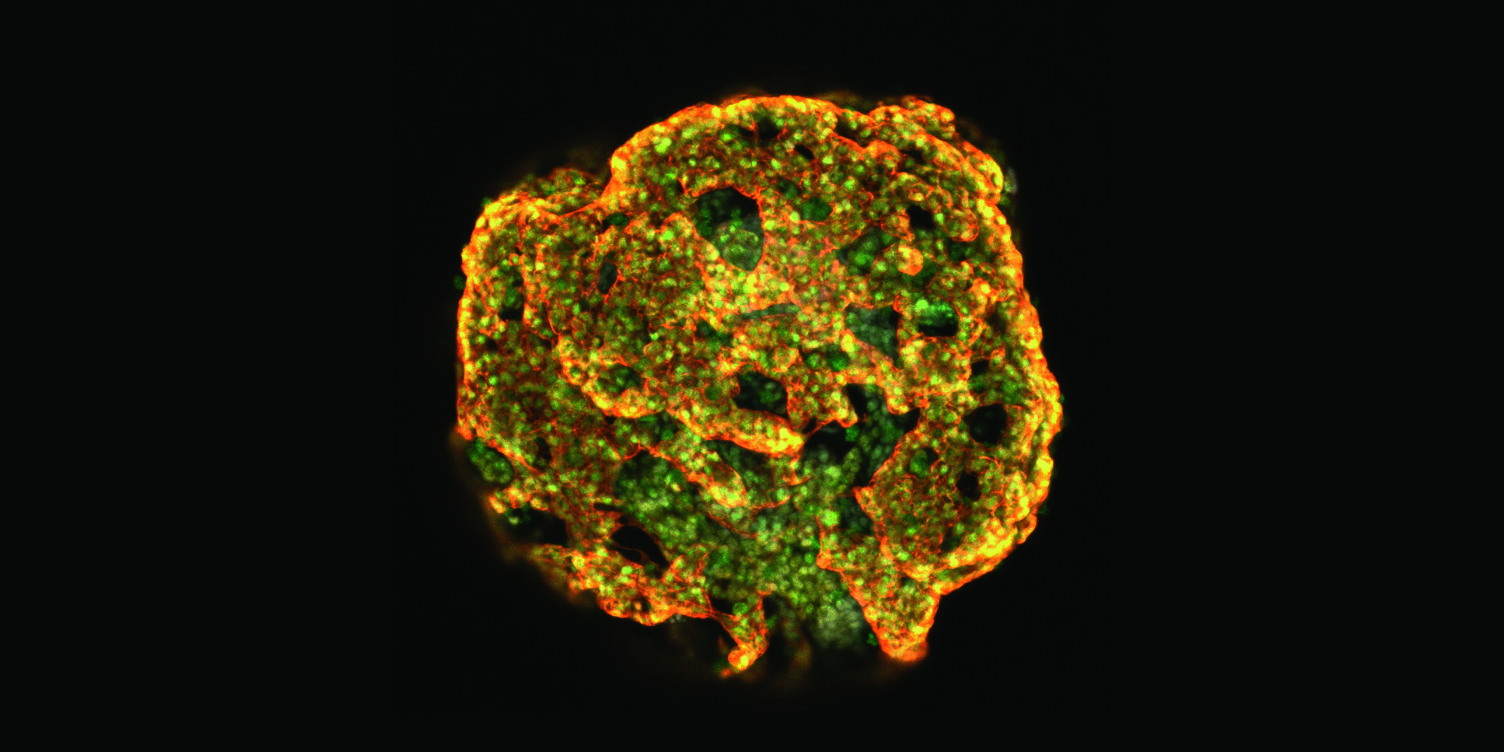 DK: Tidligt foster genereret ud fra stamceller i en petriskål. Foto: DTU Fødevareinstituttet | EN: Early embryo generated from stem cells in a petri dish. Photo: DTU National Food Institute