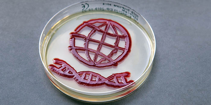 DK: Agarplade. Foto: DTU Fødevareinstituttet | EN:  Agar plate. Photo: National Food Institute, Technical University of Denmark