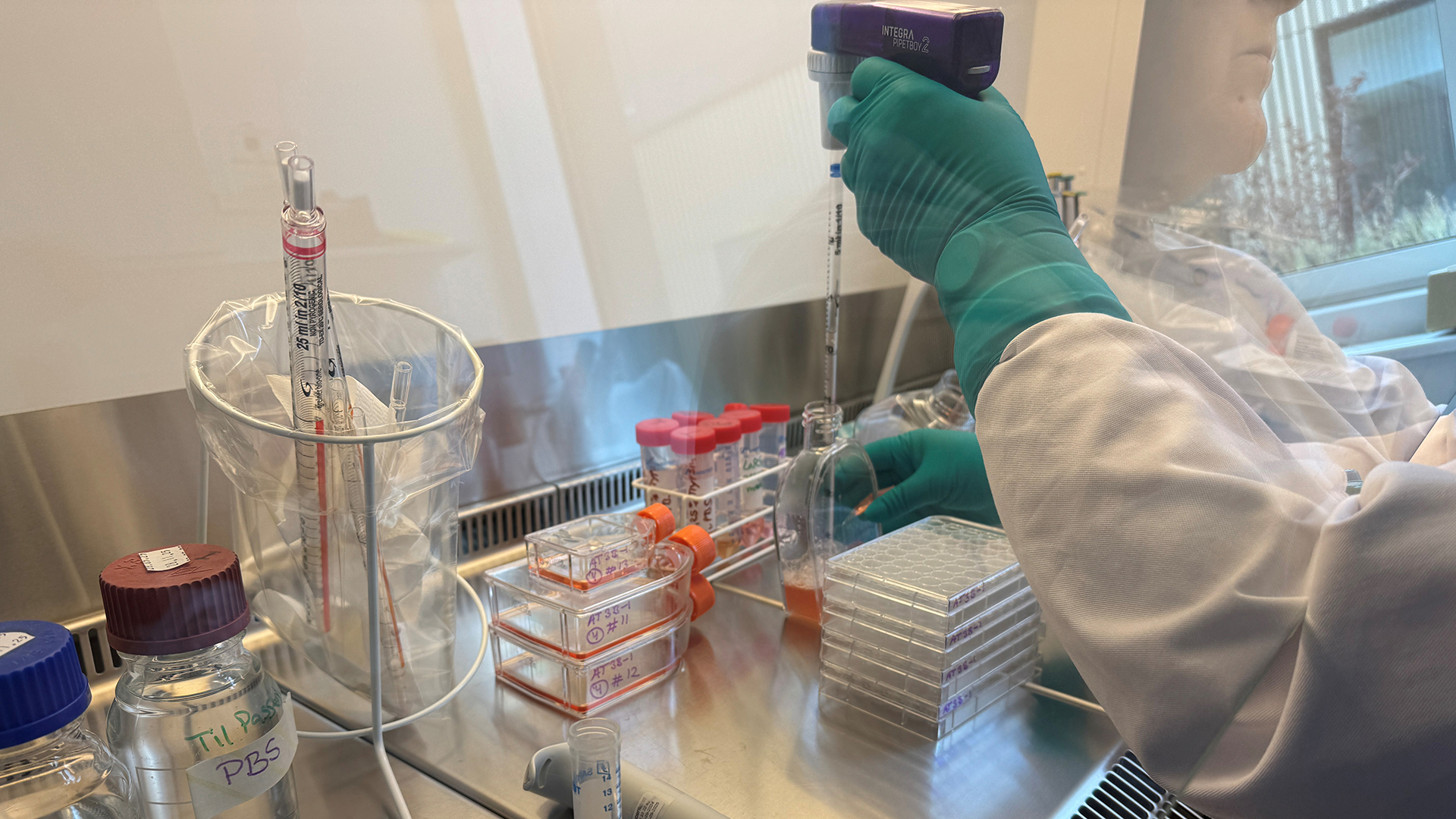 Celler bliver sat på plade til dyrkning og efterfølgende udsættelse for hormonforstyrrende stoffer i laboratoriet på DTU Fødevareinstituttet.