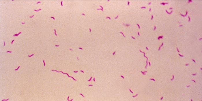 Campylobacterbakterier. Foto: CDC - Centers for Disease Control and Prevention