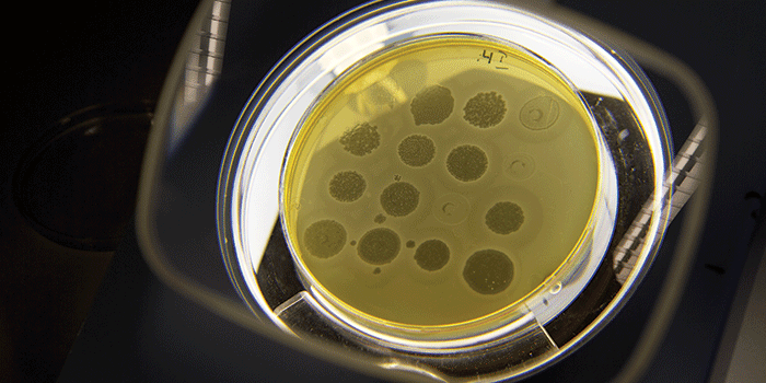 Photo: the National Food Institute, Technical University of Denmark
