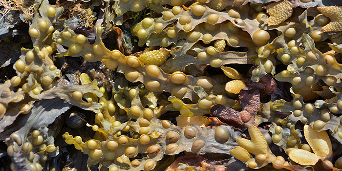 DK:  Blæretang. Foto: Colourbox.dk | EN: Bladderwrack. Photo: Colourbox.dk