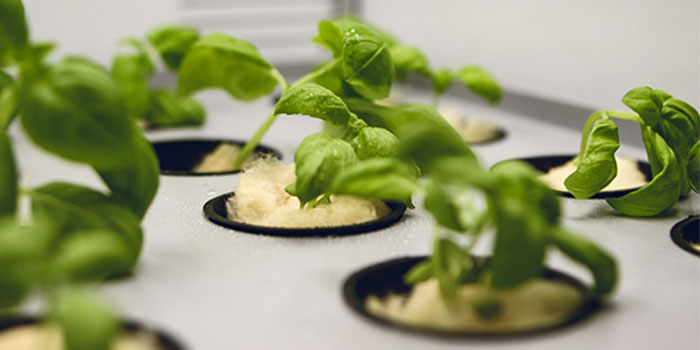Planter der vokser i et robotiseret GroBot mini-drivhus. Foto: Daniel Vorting