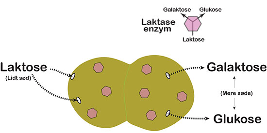 Enzymer i en hullet mælkesyrebakterie spalter laktose til galaktose og glukose.
