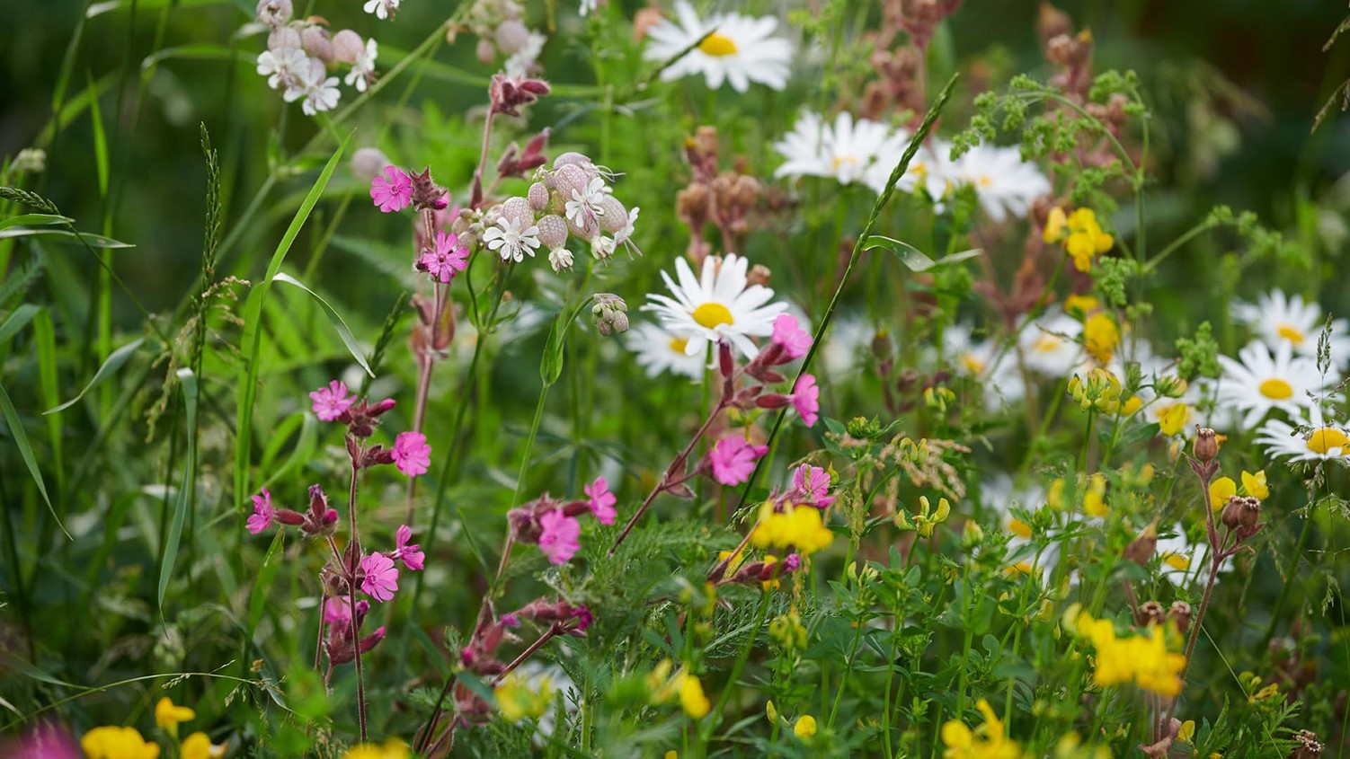 Blomster / Flowers