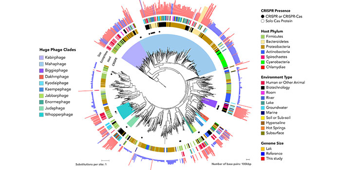 Slægtstræ der viser, hvordan kæmpefager er forbundet. Grafik fra Jill Banfield lab på University of California, Berkeley