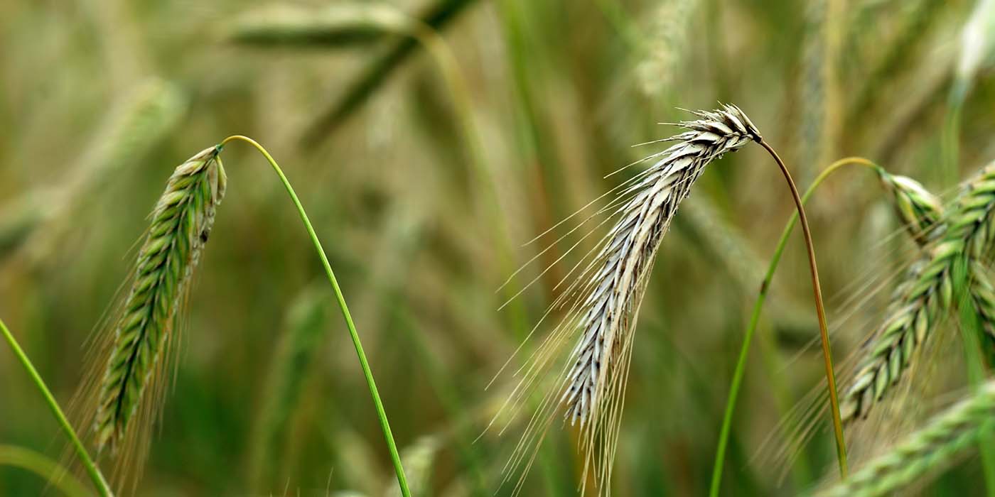 DK: Kornmark. Foto: Colourbox | EN: corn field. Photo: Colourbox