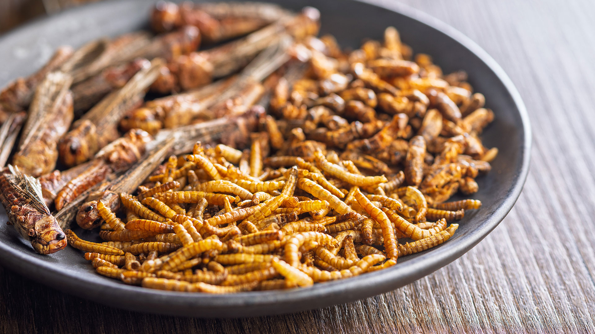 Insekter på tallerken