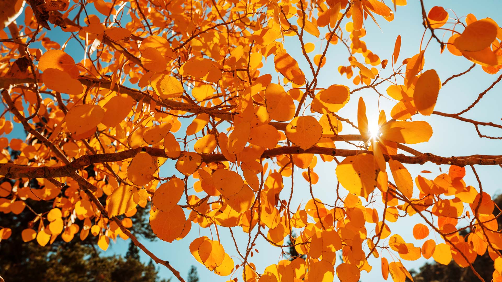 DK: Efteraarsblade. Foto: Colourbox | EN: Autumn leaves. Photo: Colourbox