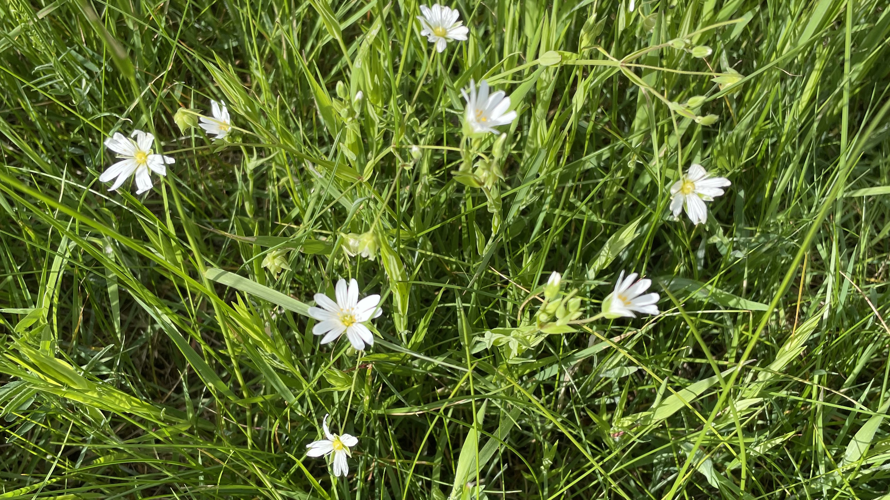 Blomster - indsamling i naturen