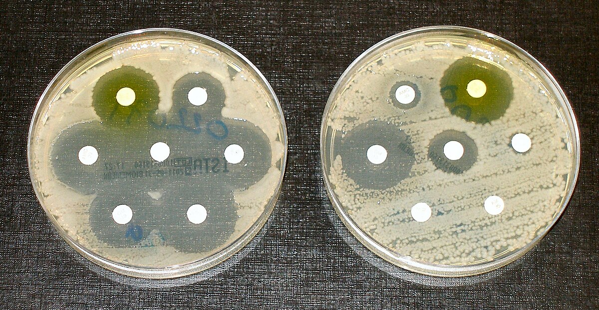 Copyright: Dr Graham Beards at en.wikipedia