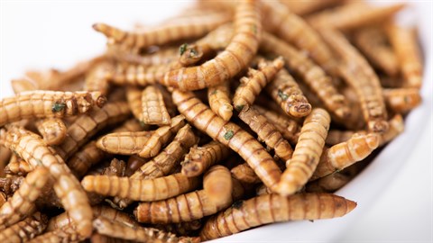 Bowl with yellow mealworm
