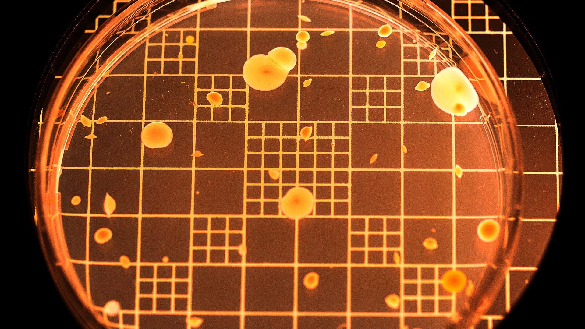 Test of antimicrobial resistance