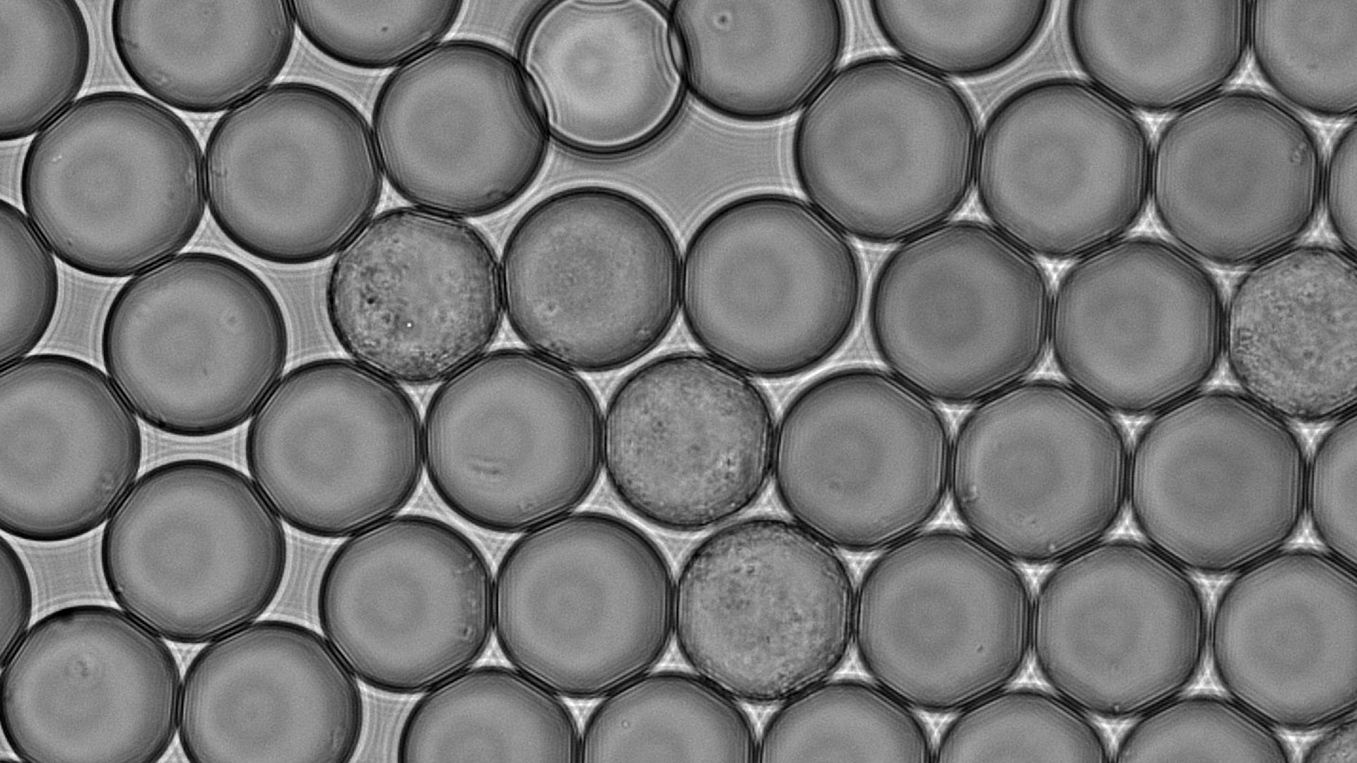 By forming thousands of these microscopic droplets, researchers can cultivate and study many microorganisms in parallel at the single-cell level, revealing hidden microbial diversity and helping to discover rare bacterial strains. 