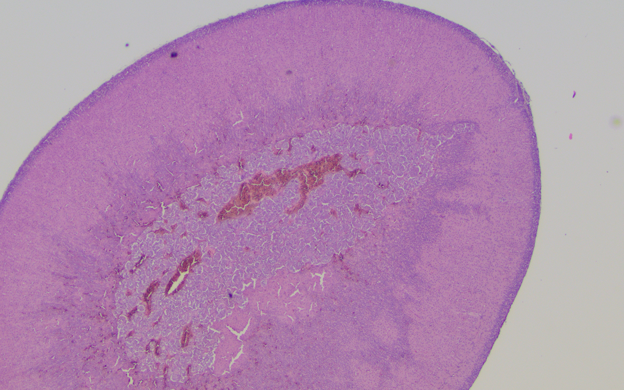 Tissue from experiment