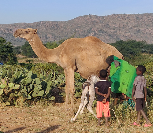 Kamel bliver malket i Etiopien. Foto: Laura Pontoppidan