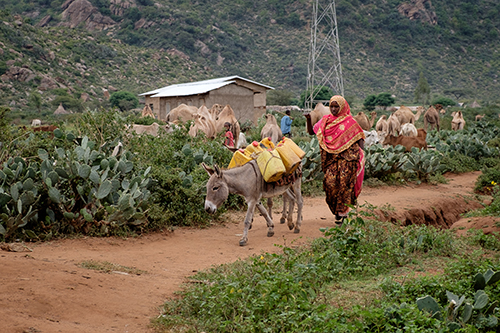 Kamelmælk bliver transporteret til marked. Foto: Karsten Qvist