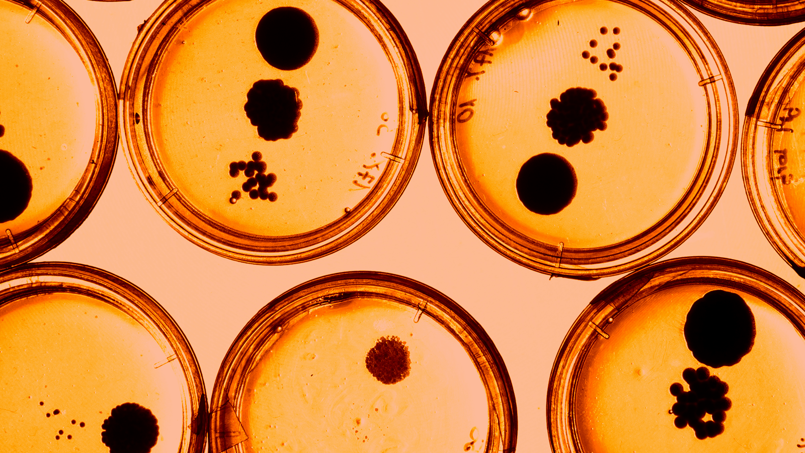 Zoonoses AR 2023