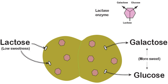 Enzymes in a perforated lactic acid bacteria breaks lactose down into galactose and glucose.