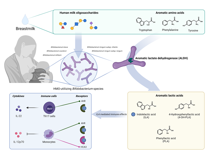Tarmbakterier i ammede spædbørn. Grafik: Martin Frederik Laursen og Henrik Munch Roager | Gut bacteria in breastfed babies. Graphic Martin Frederik Laursen og Henrik Munch Roager