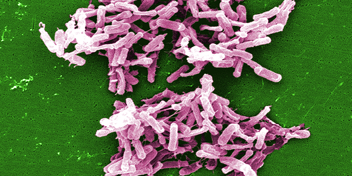 Image: CDC Public Health Image Library / Clostridium difficile